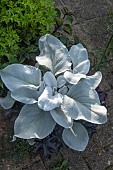 SENECIO ANGEL WINGS