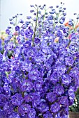 DELPHINIUM KISSI DARK PURPLE