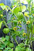 PHYSALIS IXOCARPA TOMATILLA