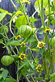 PHYSALIS IXOCARPA TOMATILLA