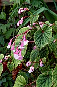 BEGONIA GRANDIS SUBSP. EVANSIANA AGM