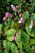 BEGONIA GRANDIS HERONS PIROUETTE