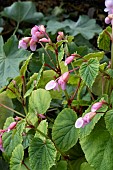 BEGONIA GRANDIS HERONS PIROUETTE