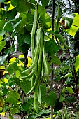 RUNNER BEAN NEILS VARIETY