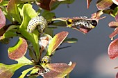 BERBERIS SAW FLY LARVEA