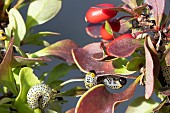 BERBERIS SAW FLY LARVEA