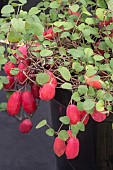 FUCHSIA PROCUMBENS