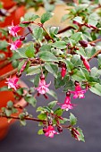 FUCHSIA J.I.MENEZII