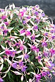 FUCHSIA ANGELA KING