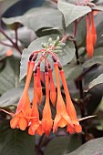 FUCHSIA INSULINDE