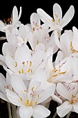 COLCHICUM BYZANTINUM ALBA