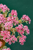 SEDUM COCA COLA