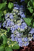 HYDRANGEA REVERIE