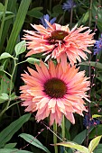 ECHINACEA SUNSEEKERS RAINBOW