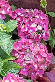 HYDRANGEA GREEN FLAIR PURPLE