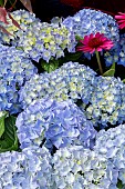 HYDRANGEA BLUE POWER