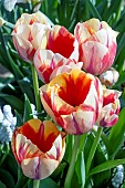 TULIPA SPRYNG BREAK