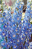 DELPHINIUM KISSI CARRIBEAN BLUE