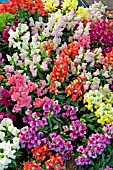 ANTIRRHINUM DWARF HYBRIDS