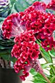 CELOSIA ARGENTEA TURBO SCARLET