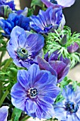 ANEMONE CORONARIA JERUSALEM BLUE