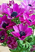 ANEMONE CORONARIA JERUSALEM PURPLE