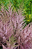 ASTILBE X ARENDSII ERIKA