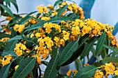 EUPHORBIA FULGENS YELLOW RIVER