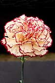 DIANTHUS VIANNA