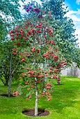 SORBUS EASTERN PROMISE