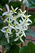 CLEMATIS TERNIFLORA EARLY SNOW