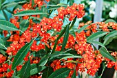 EUPHORBIA FULGENS ORANJE