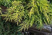 JUNIPERUS X MEDIA GOLDEN SAUCER