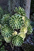 AEONIUM DECORUM VARIEGATUM