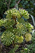 AEONIUM DECORUM VARIEGATUM