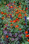 TAGETES PATULA LINNAEUS BURNING EMBERS