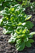 LAMBS LETTUCE VISION