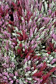 CALLUNA MIXED