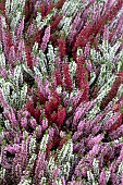 CALLUNA MIXED