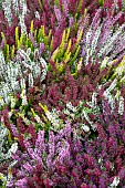 CALLUNA MIXED