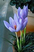 CROCUS LONGIFOLIUS