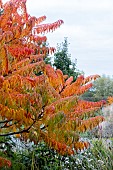 RHUS TYPHINA DISSECTA