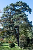 PINUS SYLVESTRIS