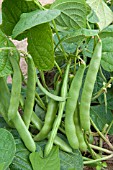 FRENCH BEAN DULCINA