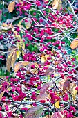 EUONYMUS HAMILTONIANUS RISING SUN