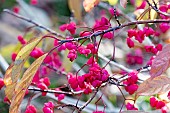 EUONYMUS HAMILTONIANUS RISING SUN