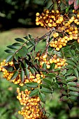 SORBUS COPPER KETTLE