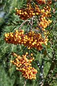 SORBUS COPPER KETTLE