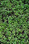 CHICKWEED SEEDLINGS (STELLARIA MEDIA)