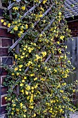 JASMINUM NUDIFLORUM